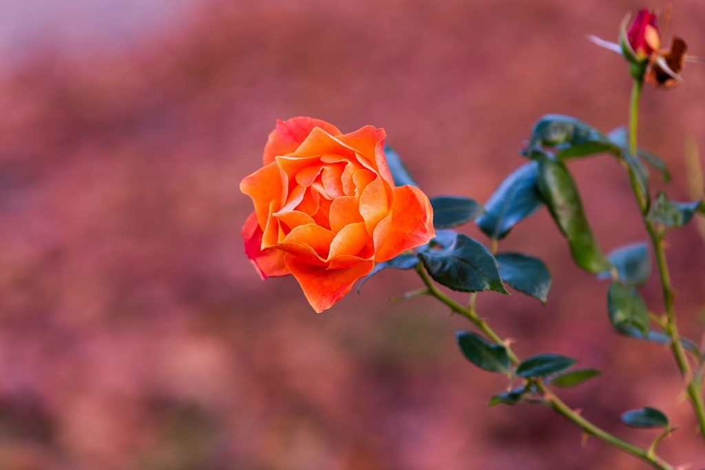 هفت عطر جذاب با رایحه رز