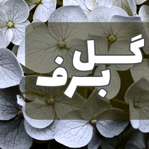 عطر با گل برف