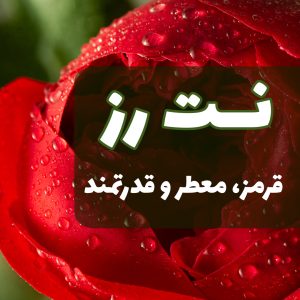 نت رز در عطرسازی