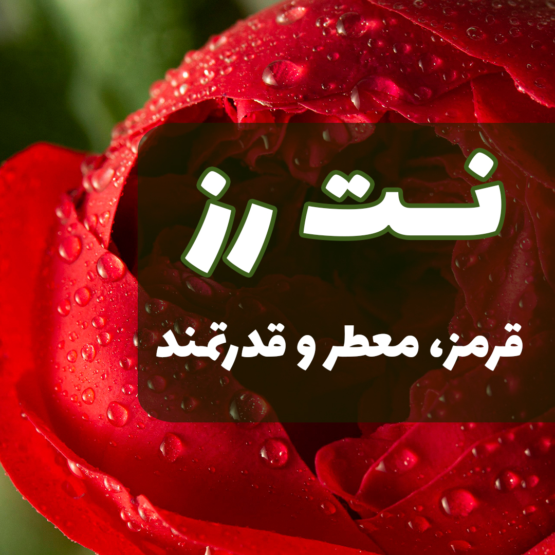 نت رز در عطرسازی